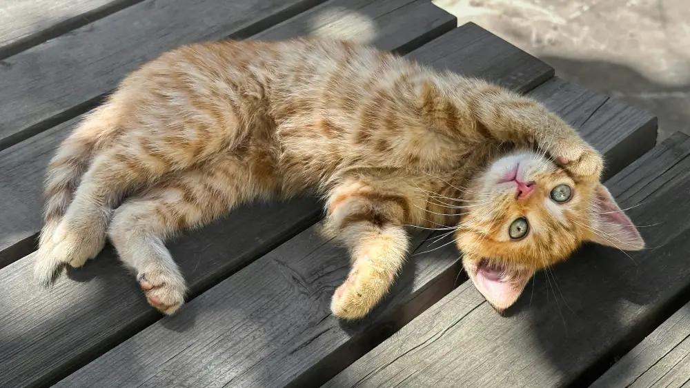 Which Type of Cat Litter Is Best? A UK Guide to Different Materials