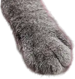 cat paw