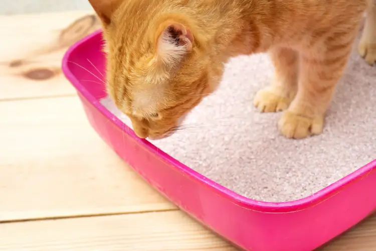 Clumping vs Non-Clumping Cat Litter: Which Is Best for Your Cat?