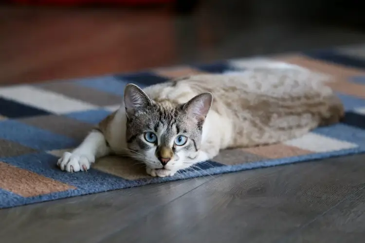Why Has My Cat Stopped Using the Litter Tray? 12 Possible Reasons & How to Fix Them